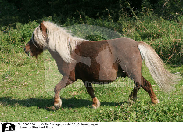 trabendes Shetland Pony / SS-05341