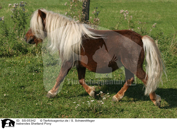 trabendes Shetland Pony / SS-05342