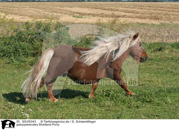 galoppierendes Shetland Pony / SS-05343