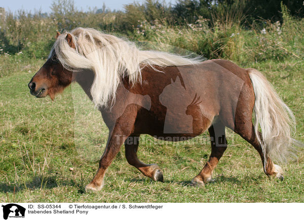 trabendes Shetland Pony / SS-05344
