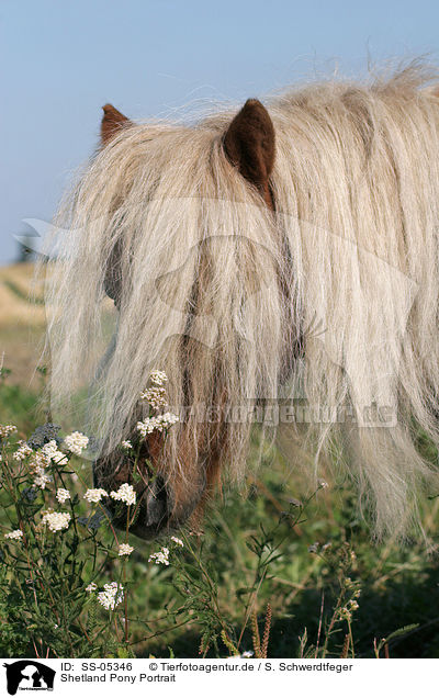 Shetland Pony Portrait / SS-05346
