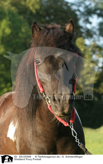 Shetland Pony Portrait / SS-05598