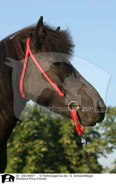 Shetland Pony Portrait / SS-05601