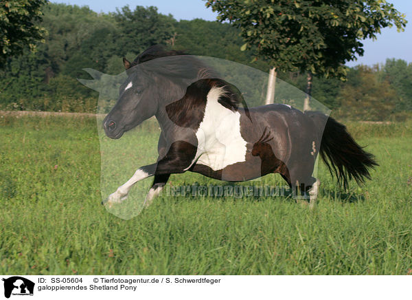 galoppierendes Shetland Pony / SS-05604