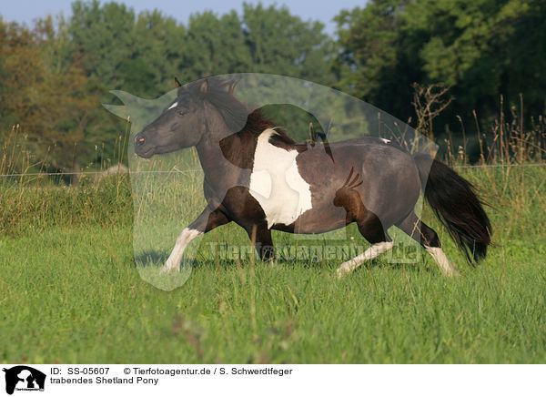 trabendes Shetland Pony / SS-05607