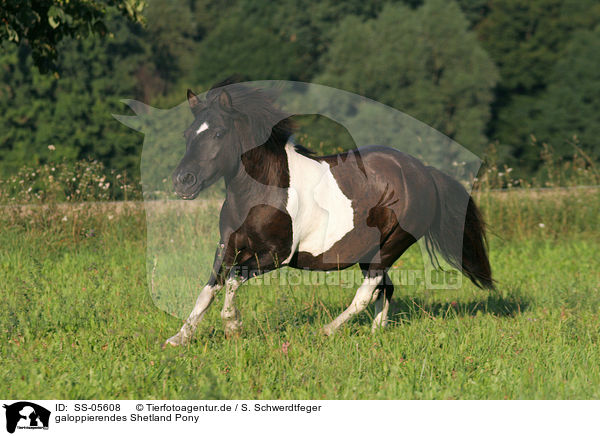 galoppierendes Shetland Pony / SS-05608