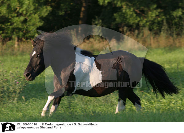 galoppierendes Shetland Pony / SS-05610