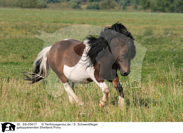 galoppierendes Shetland Pony / SS-05617