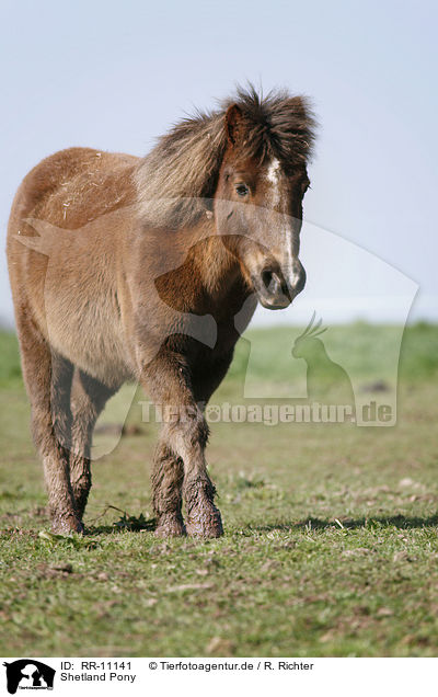 Shetland Pony / RR-11141
