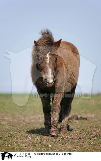 Shetland Pony / RR-11156