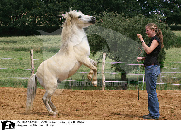 steigendes Shetland Pony / PM-02538