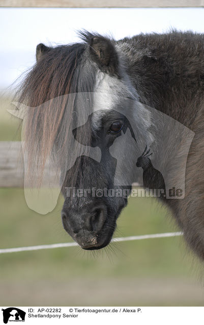 Shetlandpony Senior / Shetlandpony Senior / AP-02282