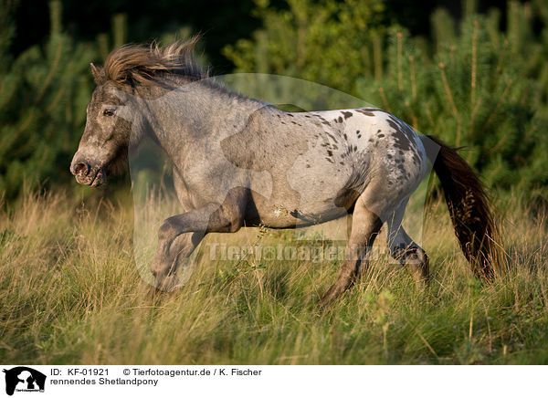 rennendes Shetlandpony / running Shetlandpony / KF-01921