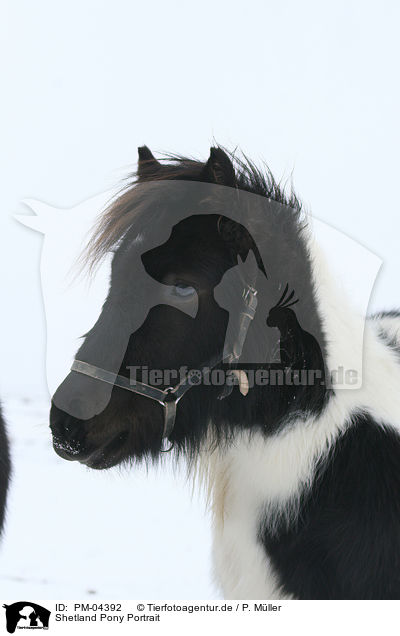 Shetland Pony Portrait / PM-04392