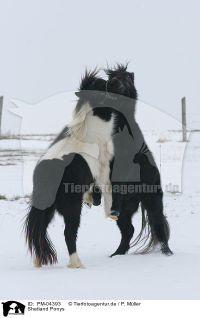 Shetland Ponys / PM-04393