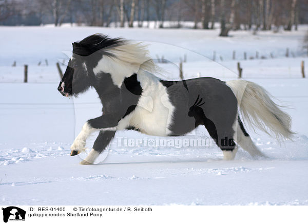 galoppierendes Shetland Pony / BES-01400