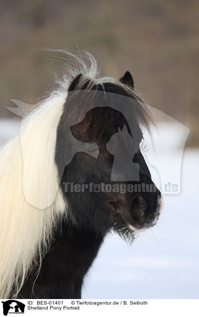 Shetland Pony Portrait / BES-01401