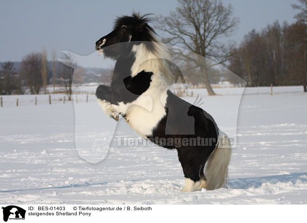steigendes Shetland Pony / BES-01403