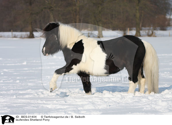 laufendes Shetland Pony / BES-01404