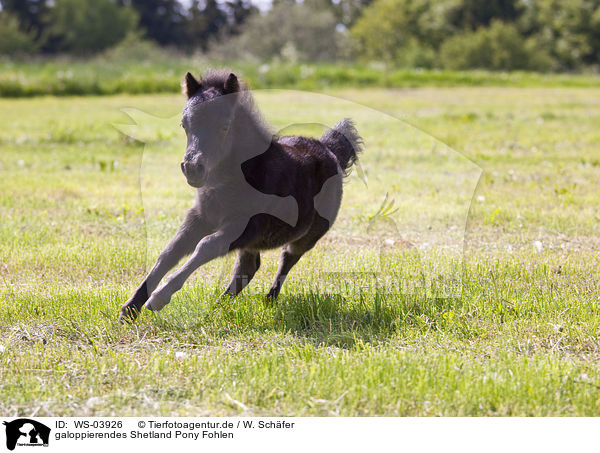 galoppierendes Shetland Pony Fohlen / galloping Shetland Pony foal / WS-03926