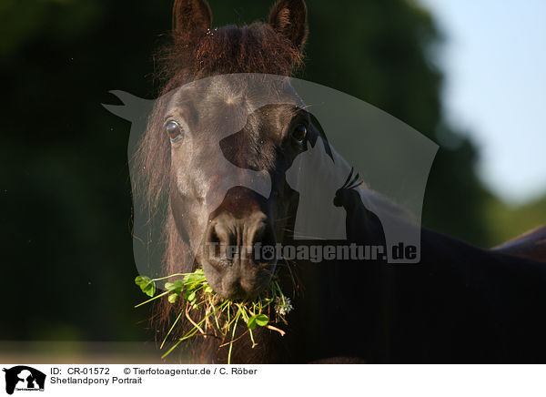 Shetlandpony Portrait / Shetland pony Portrait / CR-01572