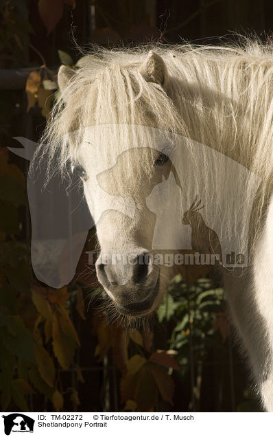 Shetlandpony Portrait / Shetland Pony Portrait / TM-02272