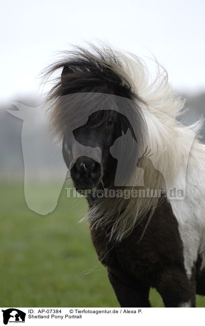 Shetland Pony Portrait / AP-07384