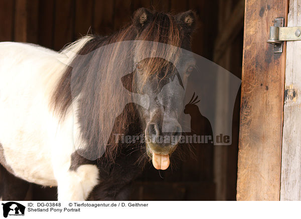 Shetland Pony Portrait / DG-03848
