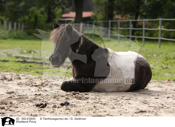 Shetland Pony / DG-03850