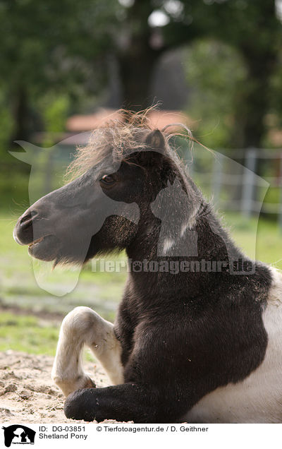 Shetland Pony / DG-03851
