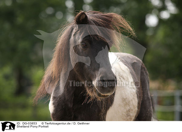 Shetland Pony Portrait / DG-03853