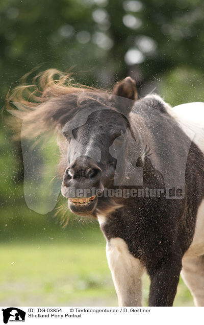 Shetland Pony Portrait / DG-03854