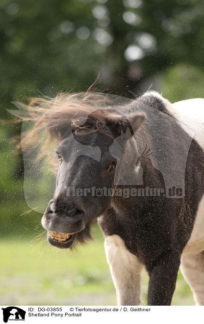 Shetland Pony Portrait / DG-03855