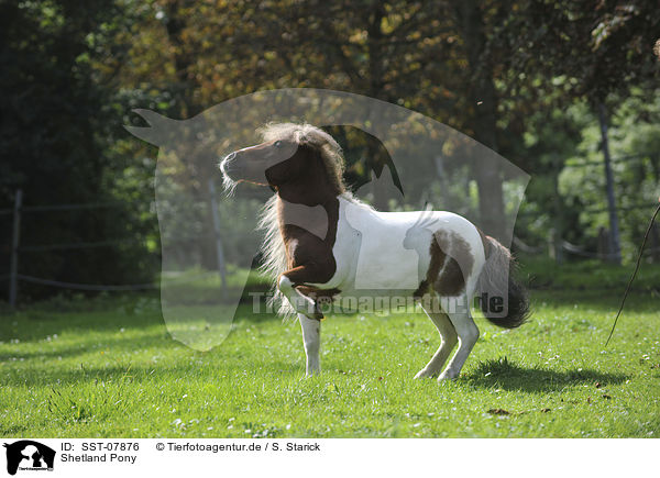 Shetland Pony / SST-07876