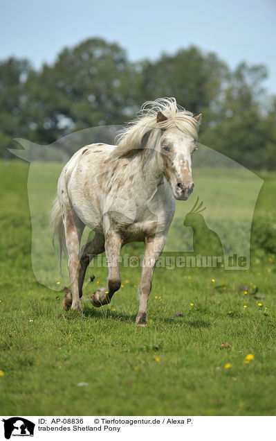 trabendes Shetland Pony / trotting Shetland Pony / AP-08836