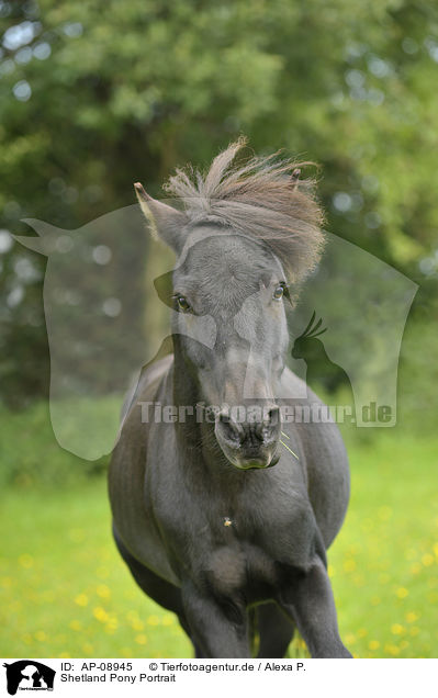 Shetland Pony Portrait / Shetland Pony Portrait / AP-08945