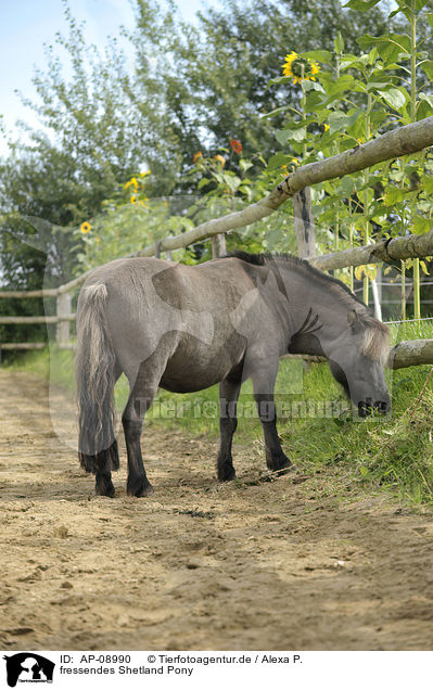 fressendes Shetland Pony / eating Shetland Pony / AP-08990