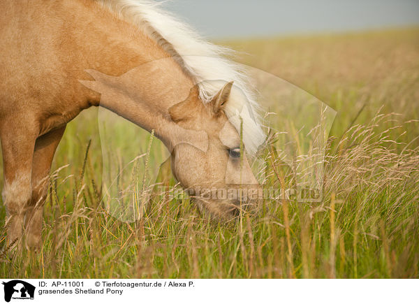 grasendes Shetland Pony / browsing Shetland Pony / AP-11001