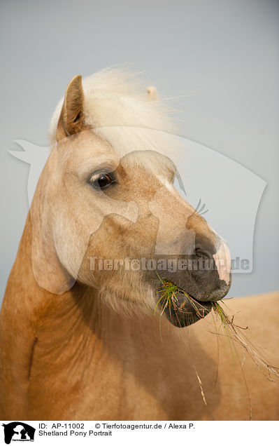 Shetland Pony Portrait / Shetland Pony Portrait / AP-11002