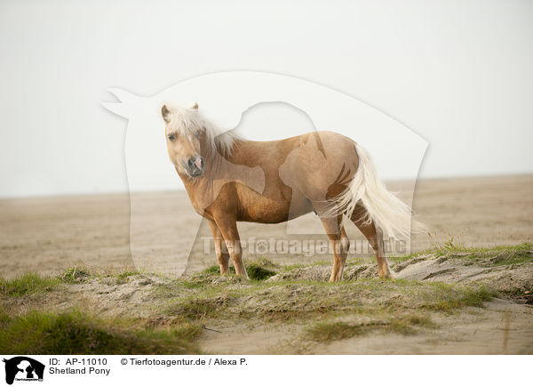 Shetland Pony / AP-11010