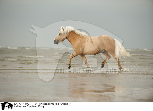 trabendes Shetland Pony / AP-11027