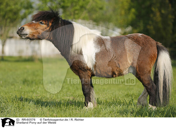 Shetland Pony auf der Weide / RR-60576