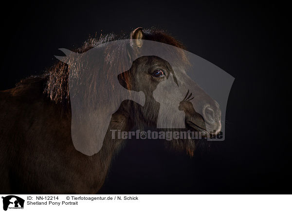 Shetland Pony Portrait / Shetland Pony Portrait / NN-12214