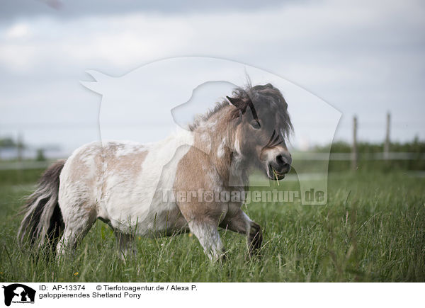galoppierendes Shetland Pony / galloping Shetland Pony / AP-13374