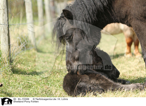 Shetland Pony Fohlen / Shetland Pony foal / KL-15399