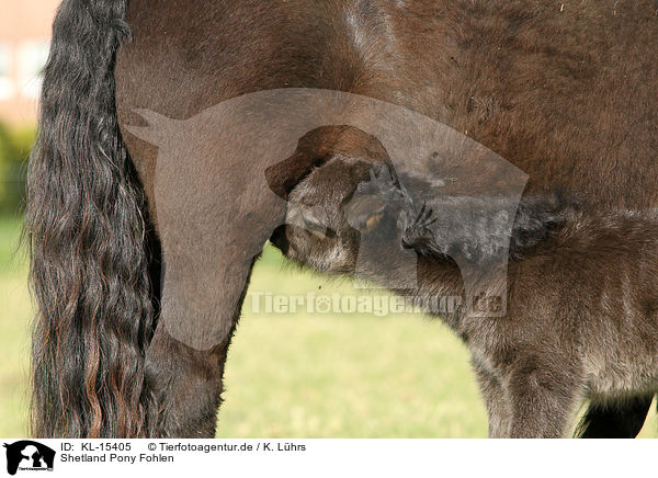 Shetland Pony Fohlen / Shetland Pony foal / KL-15405