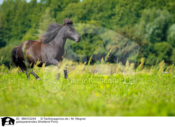 galoppierendes Shetland Pony / galloping Shetland Pony / MW-03294