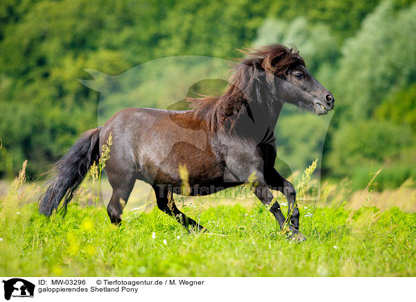 galoppierendes Shetland Pony / galloping Shetland Pony / MW-03296