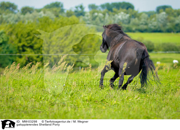 galoppierendes Shetland Pony / galloping Shetland Pony / MW-03298
