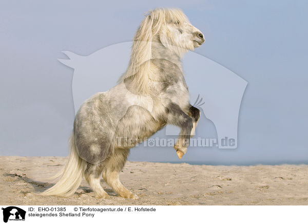 steiegendes Shetland Pony / rising Shetland Pony / EHO-01385